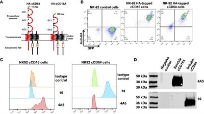 Examination of IgG Fc Receptor CD16A and CD64 Expression by Canine Leukocytes and Their ADCC Activity in Engineered NK Cells